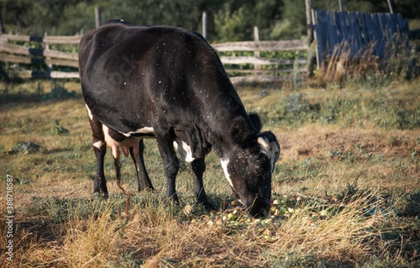 Obraz White cow eating apples in the field. Country background.