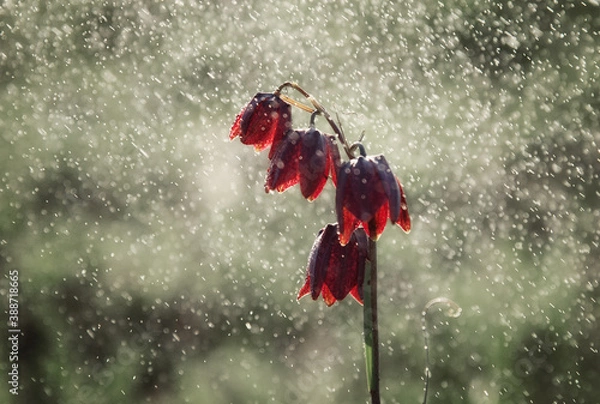 Obraz Flower the Hazel grouse plant with drops of water in spring.