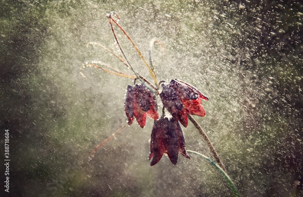 Obraz Flower the Hazel grouse plant with drops of water in spring.