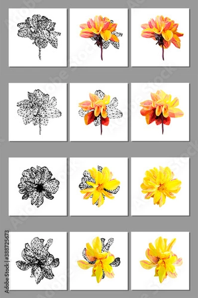Fototapeta Vector set of yellow flower isolated on white background. Bright sunny summer detailed and accurate design in low poly style. Floral design element.