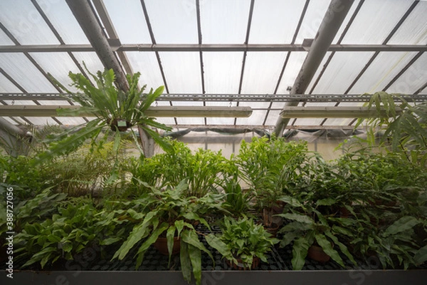 Fototapeta 
green ferns and plants in a tropical greenhouse