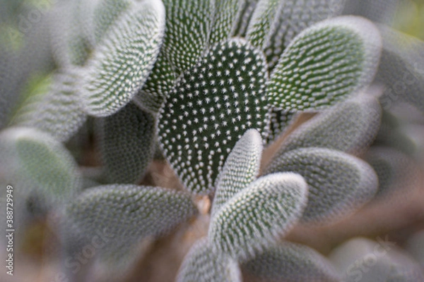 Fototapeta texture of cactus with fleshy spines