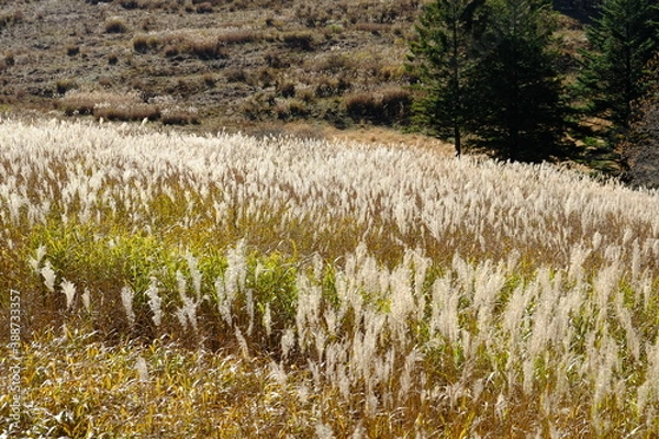 Obraz 自然に広がる薄たち