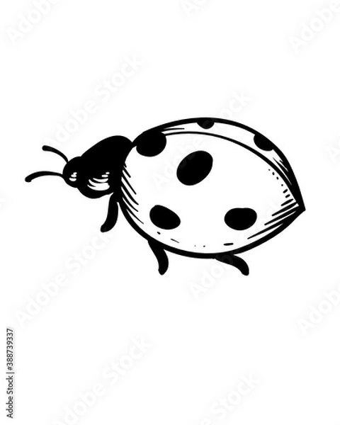 Fototapeta ladybug on white background
