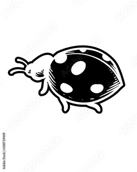 Fototapeta lady bug for black