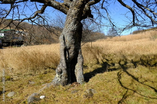 Obraz 野原にある大きな木