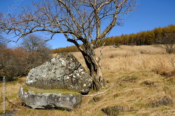 Obraz 野原にあった木と岩