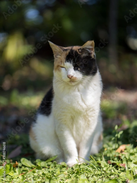 Fototapeta 浜離宮恩賜庭園の猫