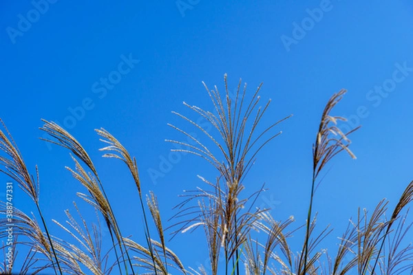 Fototapeta 青空の下の金色に輝くススキ