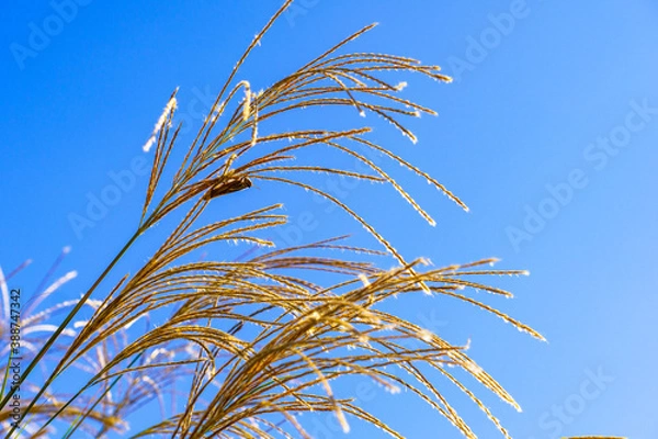 Obraz 青空の下の金色に輝くススキ