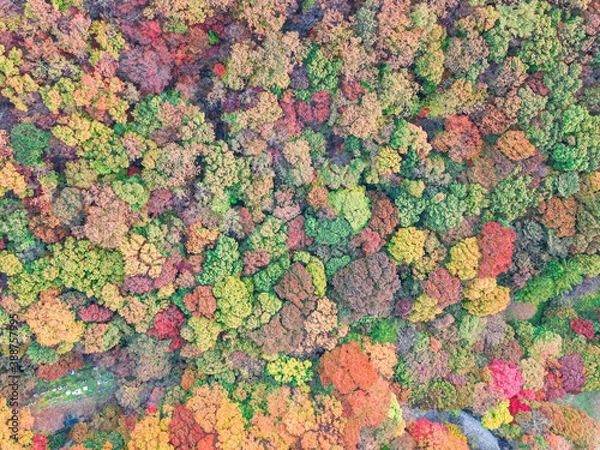 Fototapeta 드론으로 찍은 가을 숲