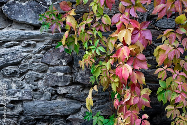 Fototapeta Autumn colored leaves on a dark stone wall with space for text
