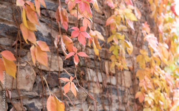 Fototapeta Soft toned fall leaves hanging on a chalkboard wall with the sun to the right an room for text