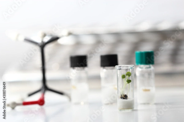 Fototapeta Small plants in test tubes