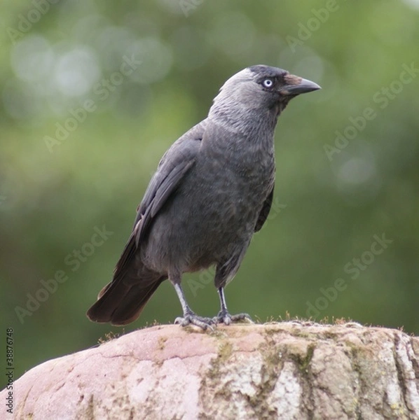 Fototapeta Jackdaw - Corvus monedula