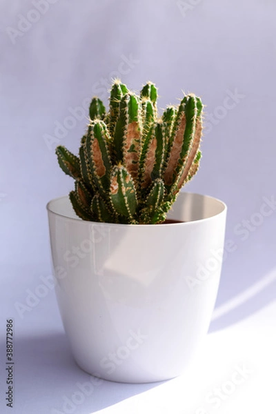 Fototapeta cactus with natural light and white backgroundcactus in natural light from the window
