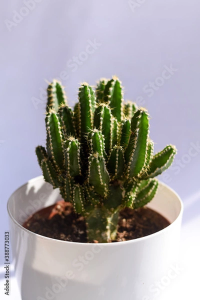 Obraz cactus in natural light from the window