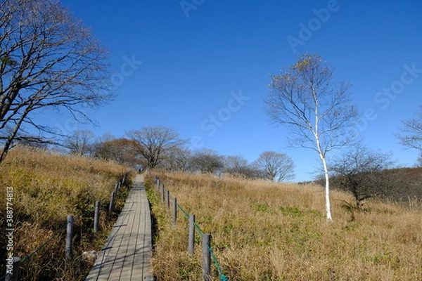 Obraz 自然の中にある歩道