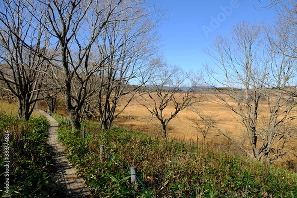 Obraz 自然の中にある歩道