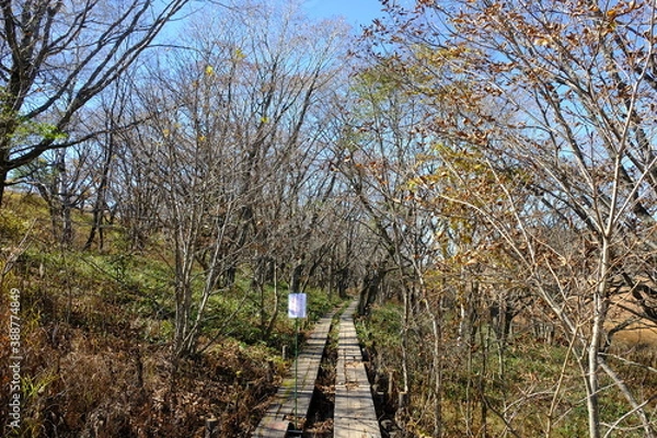 Obraz 自然の中にある歩道