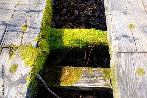 Obraz 歩道に生えた苔