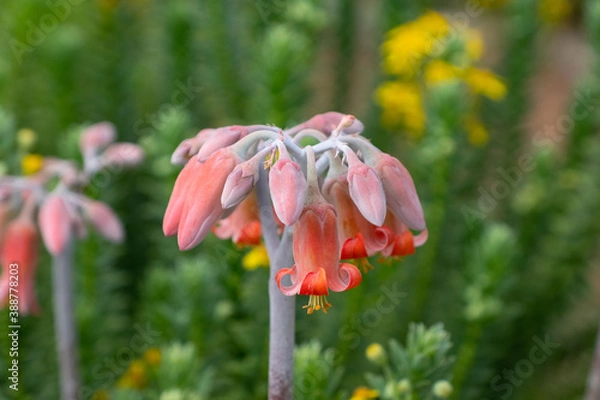 Fototapeta Cotyledon orbicular L
