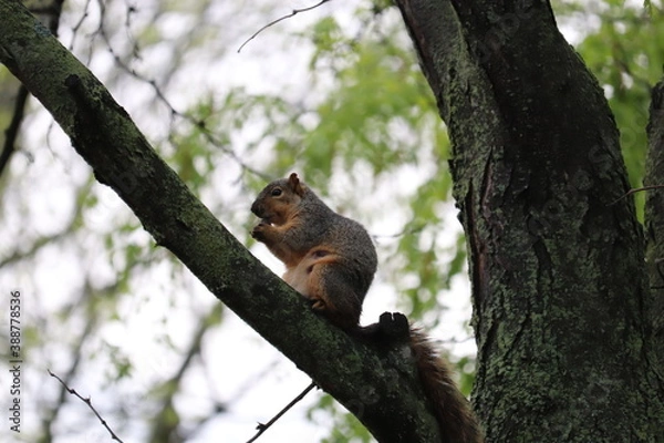 Fototapeta The squirrel sits on a branch and gnaws something