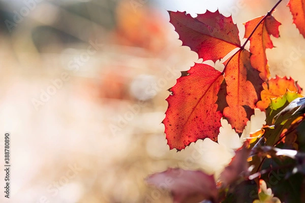 Obraz Red Oregon Grape Leaf