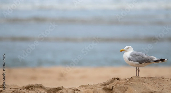 Obraz seagull on the beach