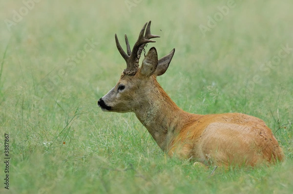 Obraz Chevreuil brocard