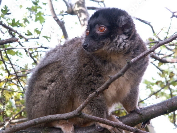 Fototapeta lemur on tree