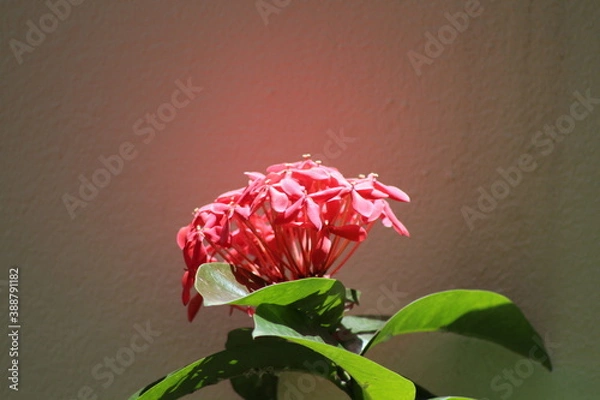 Fototapeta pink flower