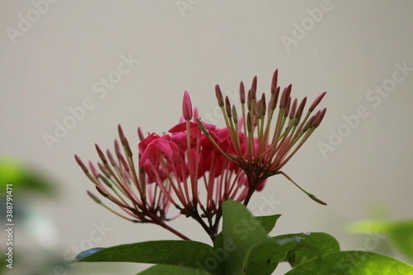 Fototapeta Red flowers