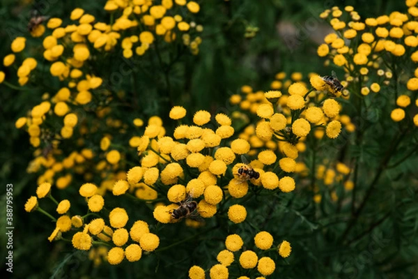 Obraz Bees working on yellow flowers - common tansy, also called golden buttons or cow bitter. Pollinating flowers in blossom. Beautiful bright plants in the field with bumble bee insects on top.