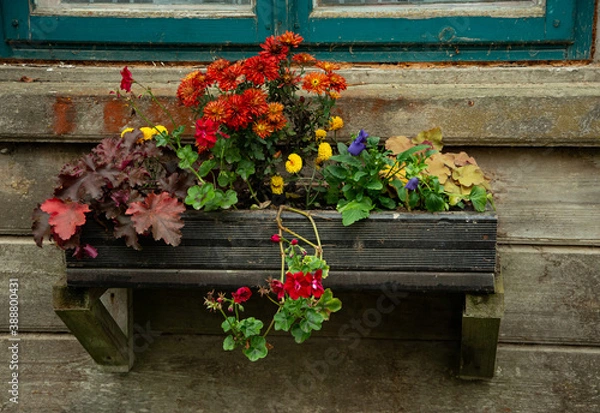 Fototapeta The flowers are arranged in a wooden box by the old window