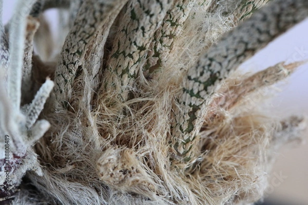 Fototapeta Digitostigma caput medusae