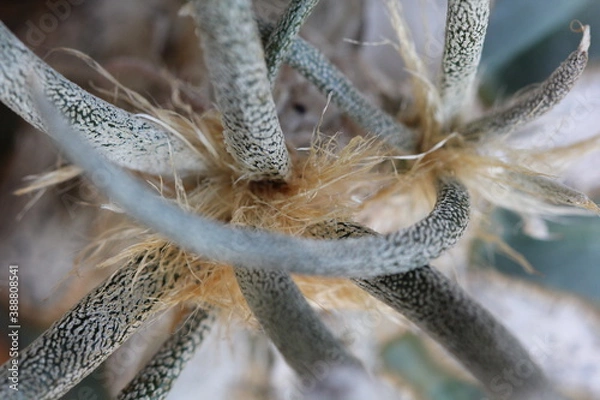 Fototapeta Digitostigma caput medusae