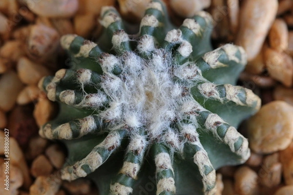 Fototapeta Discocactus horstii