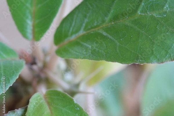 Obraz Dorstenia foetida