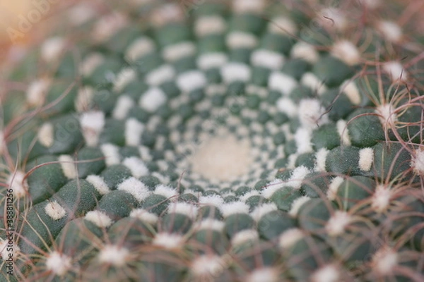 Fototapeta Parodia concinna