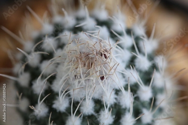 Fototapeta Strombocactus corregidorae