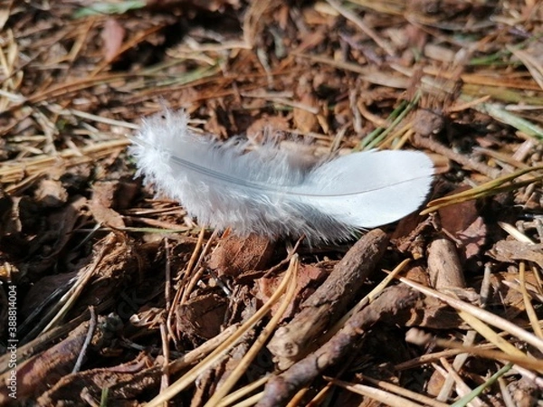 Fototapeta soft white feather in the forest 