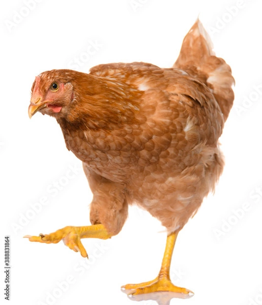 Obraz one brown walking chicken isolated on white background, studio shoot