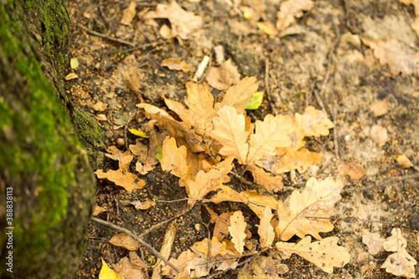 Obraz yellow autumn leaves lie on the ground