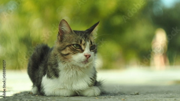 Fototapeta cat on the grass