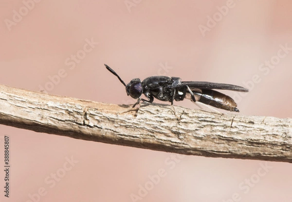 Fototapeta Hermetia illucens black soldier fly insect about 2 cm long black with bluish flashes and part of abdomen and white legs perched on a twig