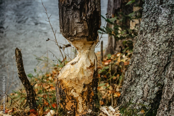 Fototapeta Beaver chewing down a tree. Beavers destruction in Czech.The beaver work. Beaver is cutting a tree to build a dam. Trees in woods gnawed by beavers. Trunk of large tree gnawed by river animals