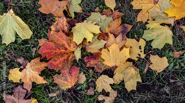 Fototapeta Photo of fallen autumn yellow leaves close-up. Background, texture for design. Autumn background.