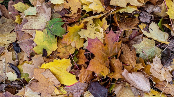 Fototapeta Photo of fallen autumn yellow leaves close-up. Background, texture for design. Autumn background.