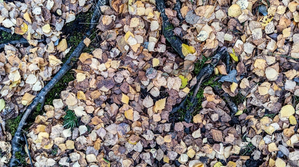 Fototapeta Photo of fallen autumn yellow leaves close-up. Background, texture for design. Autumn background.